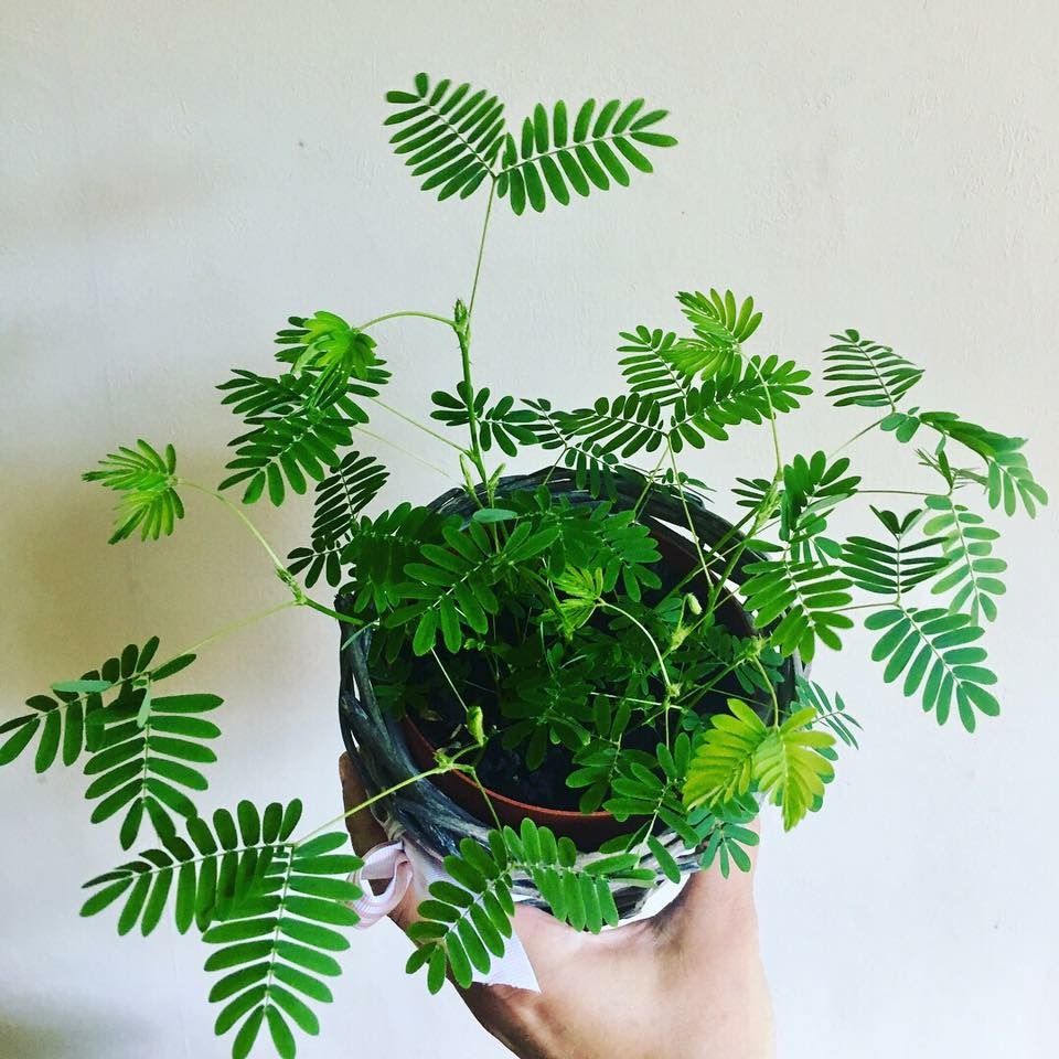 Mimosa Pudica Plant | Sensitive Plant (Touch-Me-Not) — photo 2