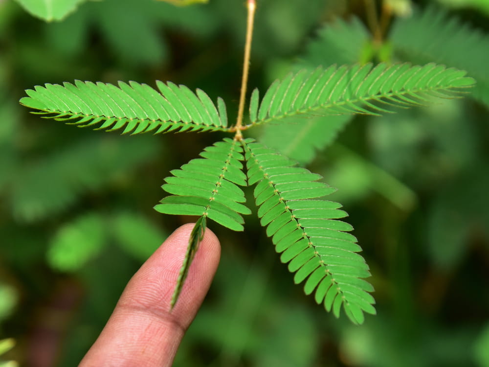Mimosa Pudica Plant | Sensitive Plant (Touch-Me-Not) — photo 3