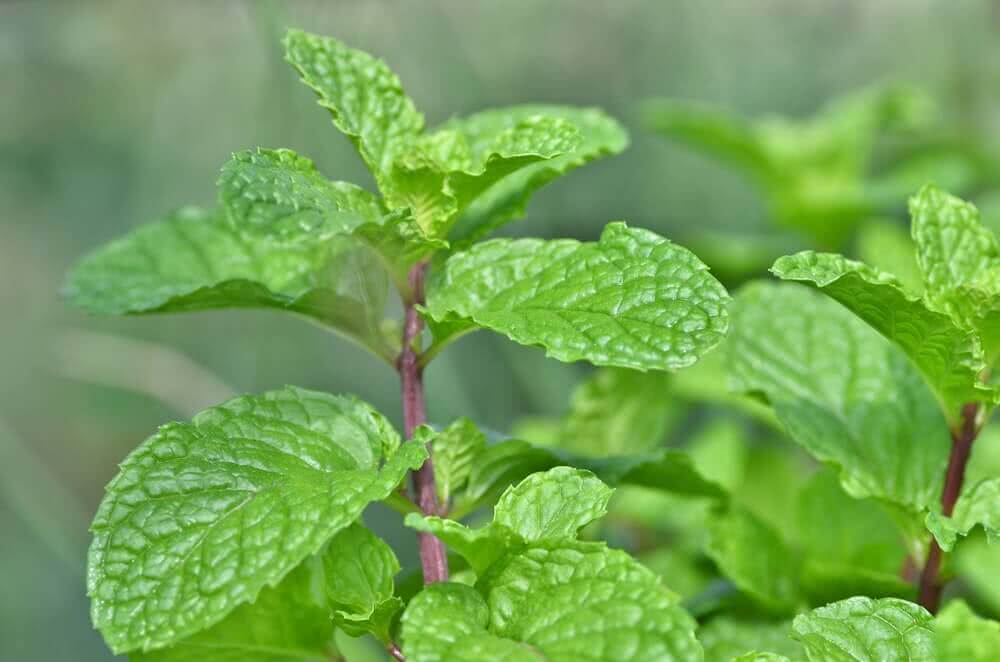 Mint Plant (Pudina) | Fresh Aromatic Herb Plant
