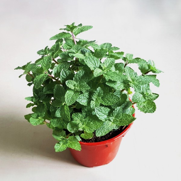 Mint Plant (Pudina) | Fresh Aromatic Herb Plant — photo 2