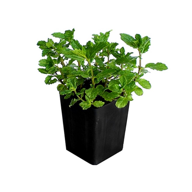 Mint Plant (Pudina) | Fresh Aromatic Herb Plant — photo 3
