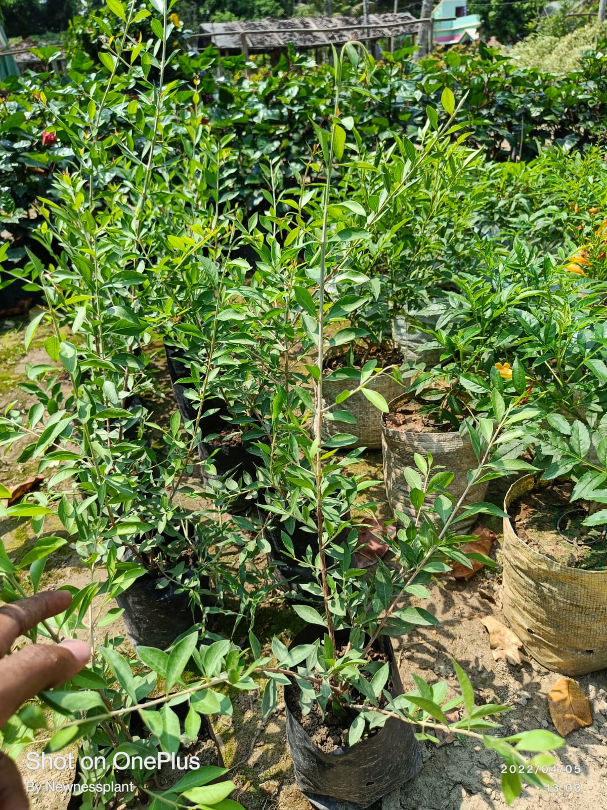 Mahendi Plant | Mehndi / Henna Plant (Lawsonia inermis) — photo 2