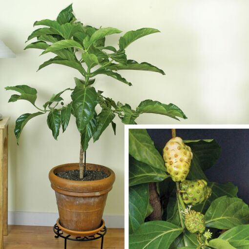 Nema Noni Fruit Plant | Noni Tree (Morinda citrifolia)