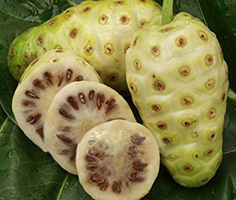 Nema Noni Fruit Plant | Noni Tree (Morinda citrifolia) — photo 2