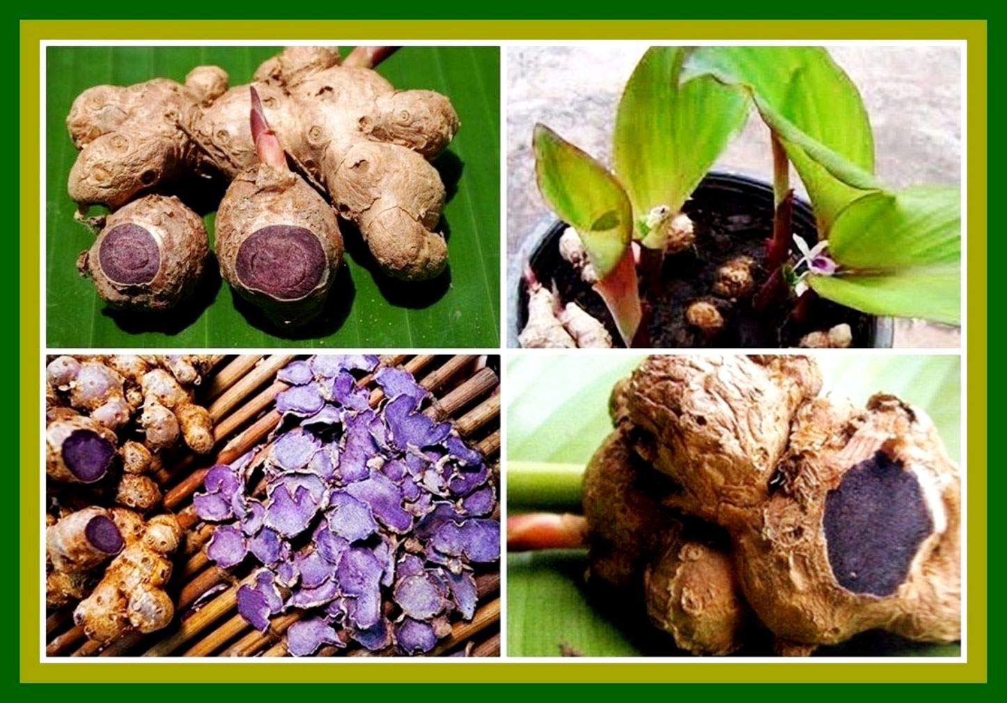 Black Ginger Plant | Kaempferia Parviflora (Medicinal Plant)