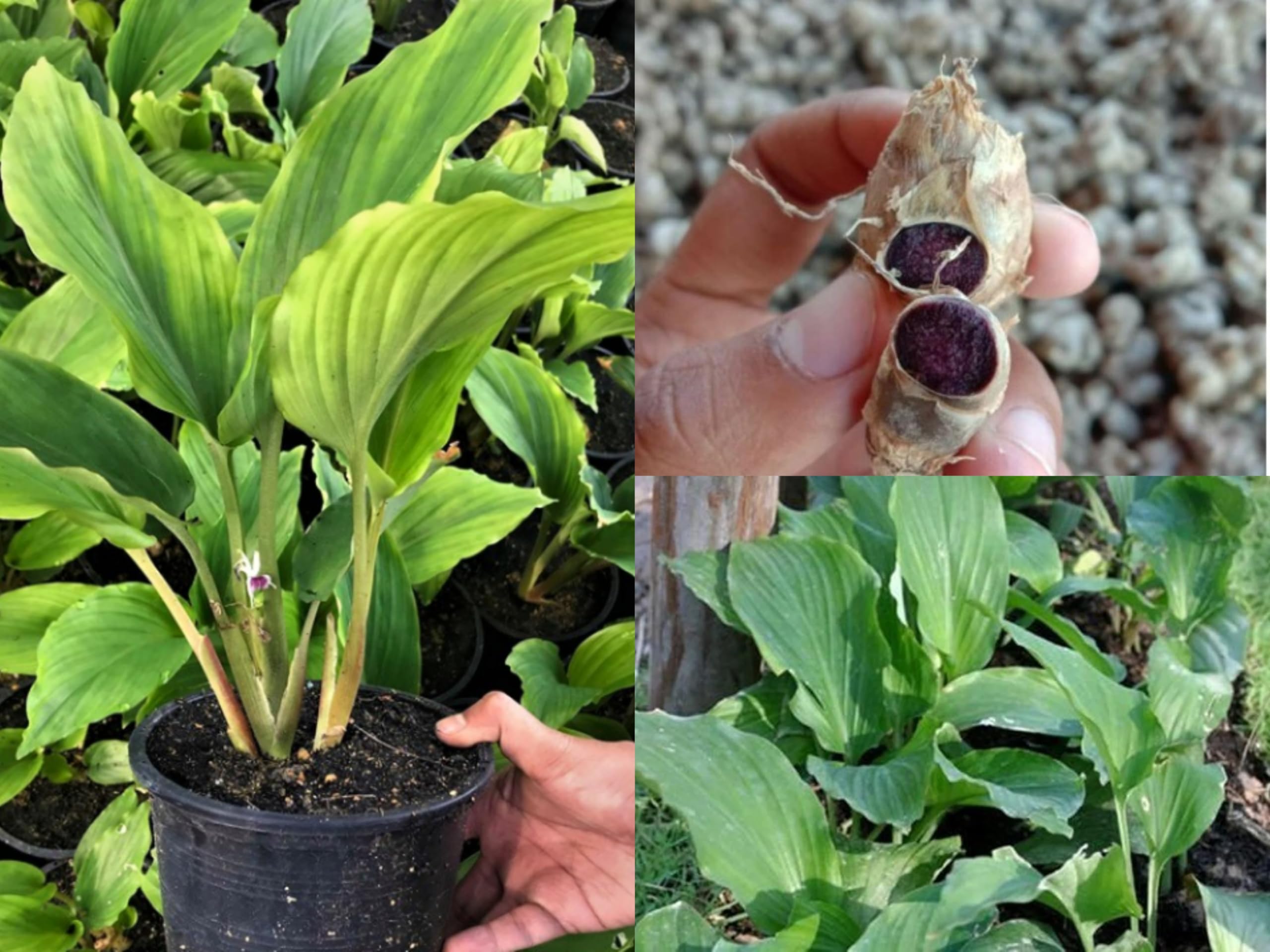 Black Ginger Plant | Kaempferia Parviflora (Medicinal Plant) — photo 2