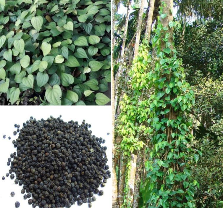 Thai Black Pepper Plant | Black Pepper Vine (Piper nigrum)