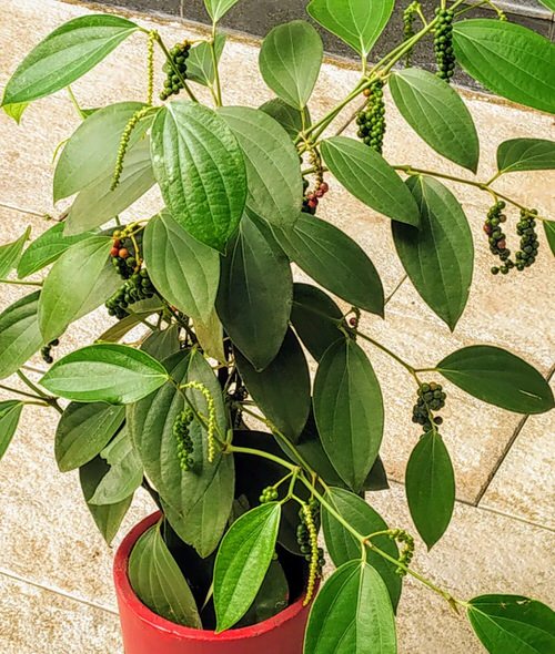 Thai Black Pepper Plant | Black Pepper Vine (Piper nigrum) — photo 2