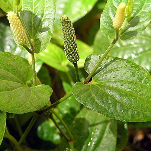 Pipul Plant | Long Pepper (Piper longum) – Medicinal Climber