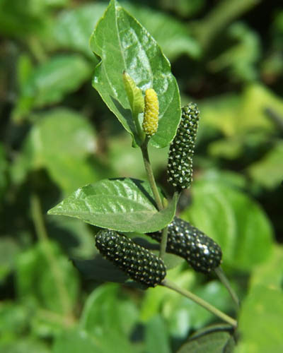 Pipul Plant | Long Pepper (Piper longum) – Medicinal Climber — photo 2
