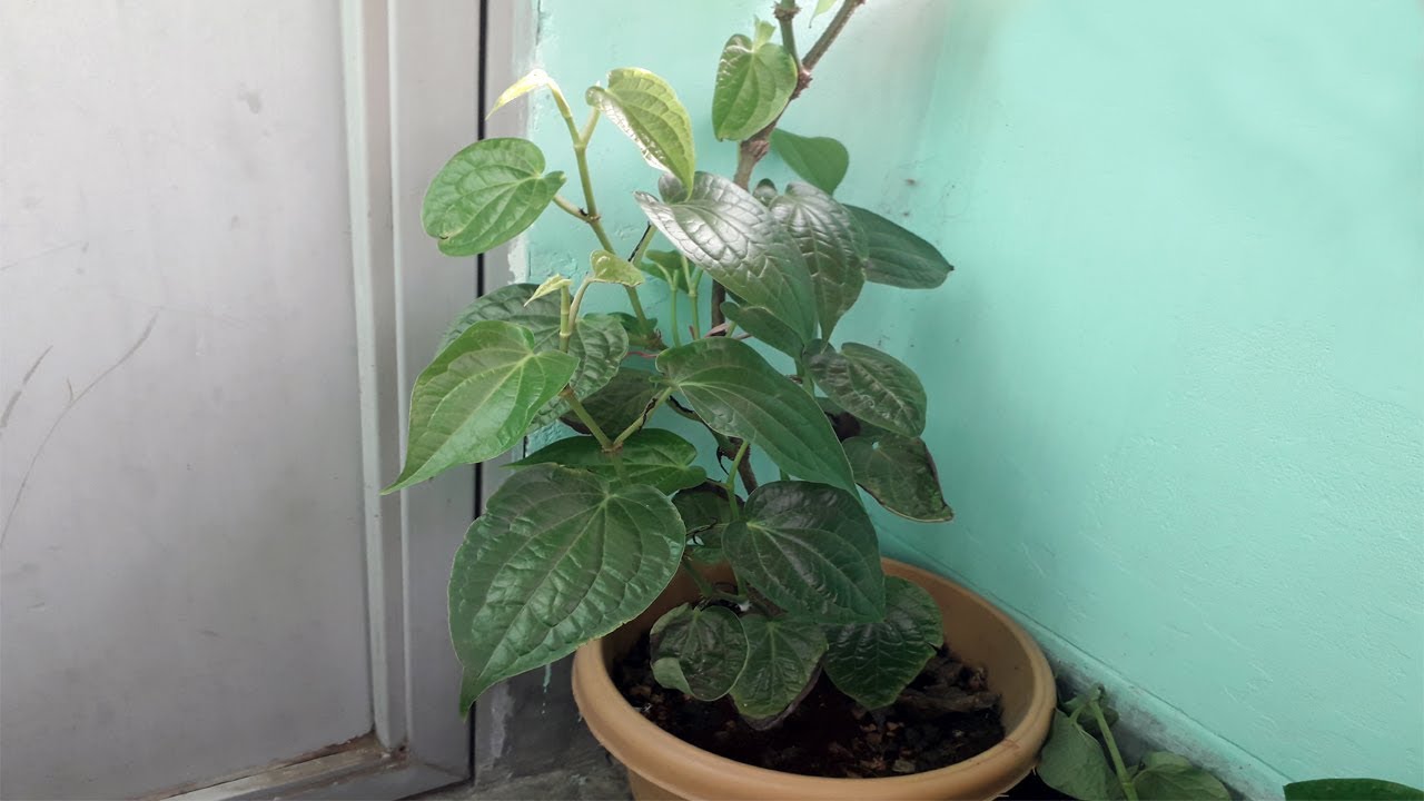 Pipul Plant | Long Pepper (Piper longum) – Medicinal Climber — photo 3