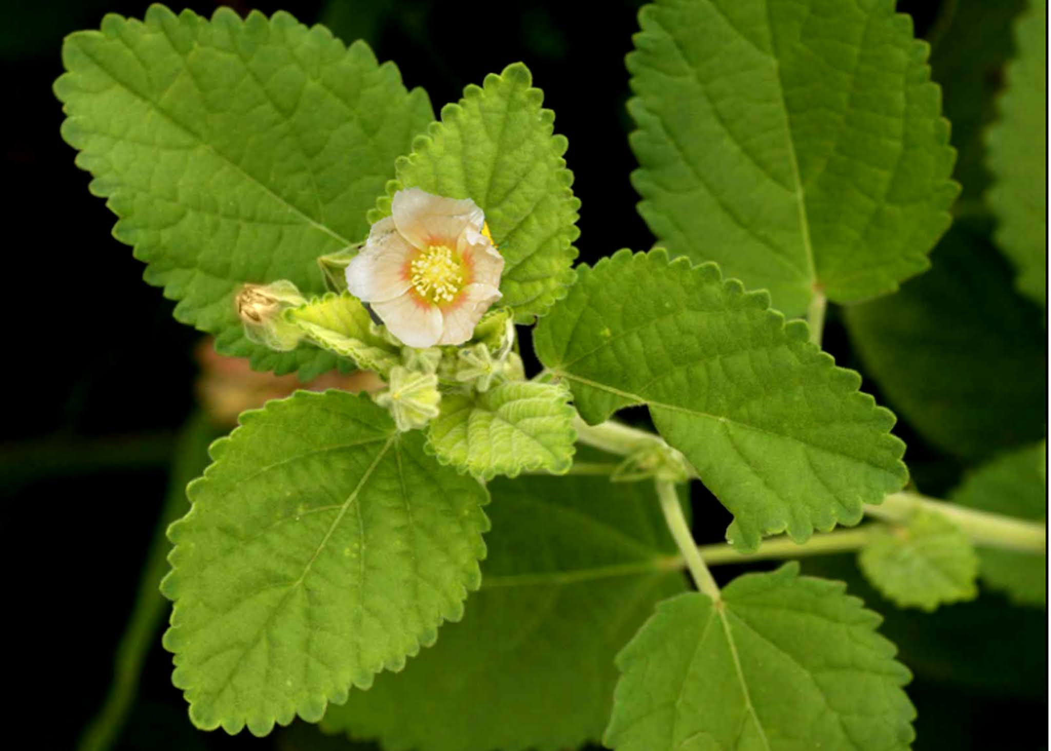 Swet Berala Plant | White Berala (Abutilon indicum) – Medicinal Herb