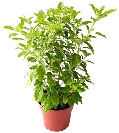 Swet Berala Plant | White Berala (Abutilon indicum) – Medicinal Herb — photo 3