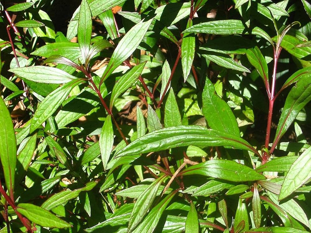 Vishalyakarani Plant | Ayurvedic Medicinal Herb