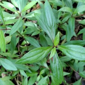 Vishalyakarani Plant | Ayurvedic Medicinal Herb — photo 2