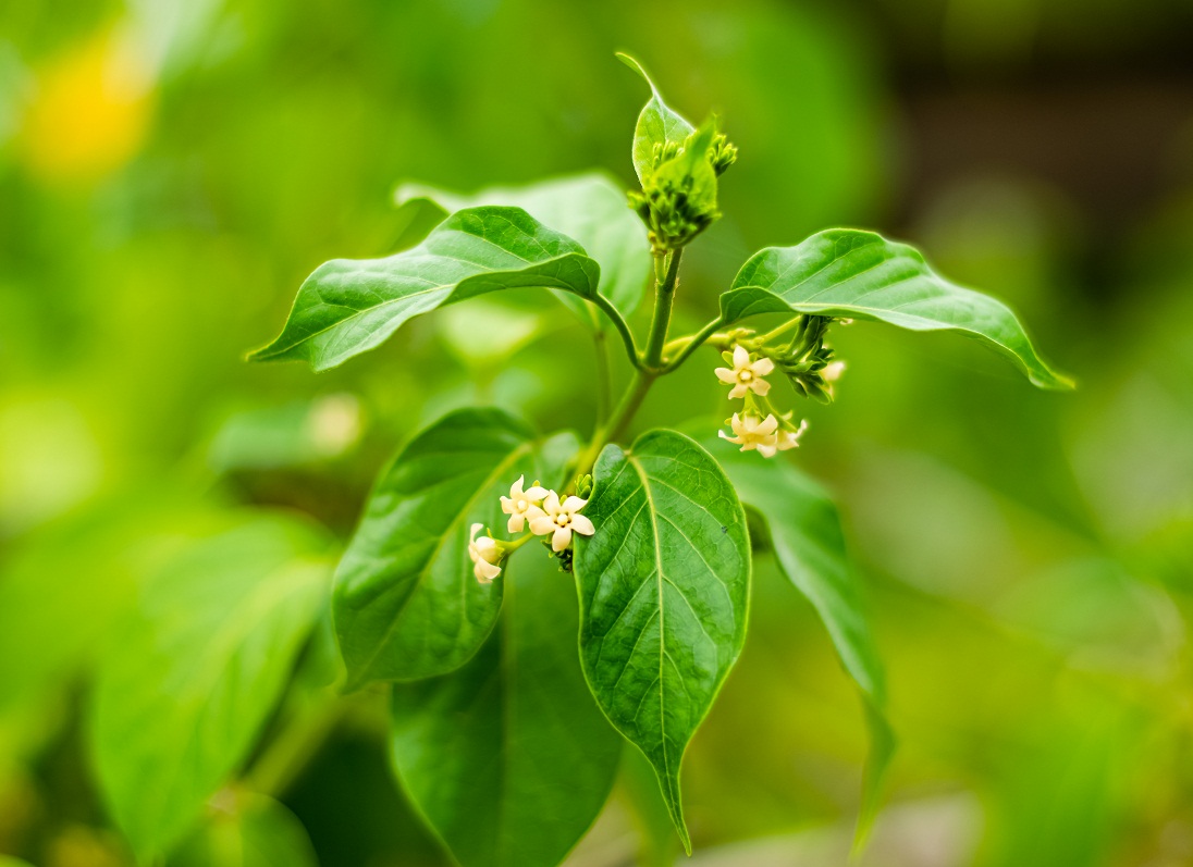 Gurmar Plant | Gymnema Sylvestre (Sugar Killer) – Medicinal Climber