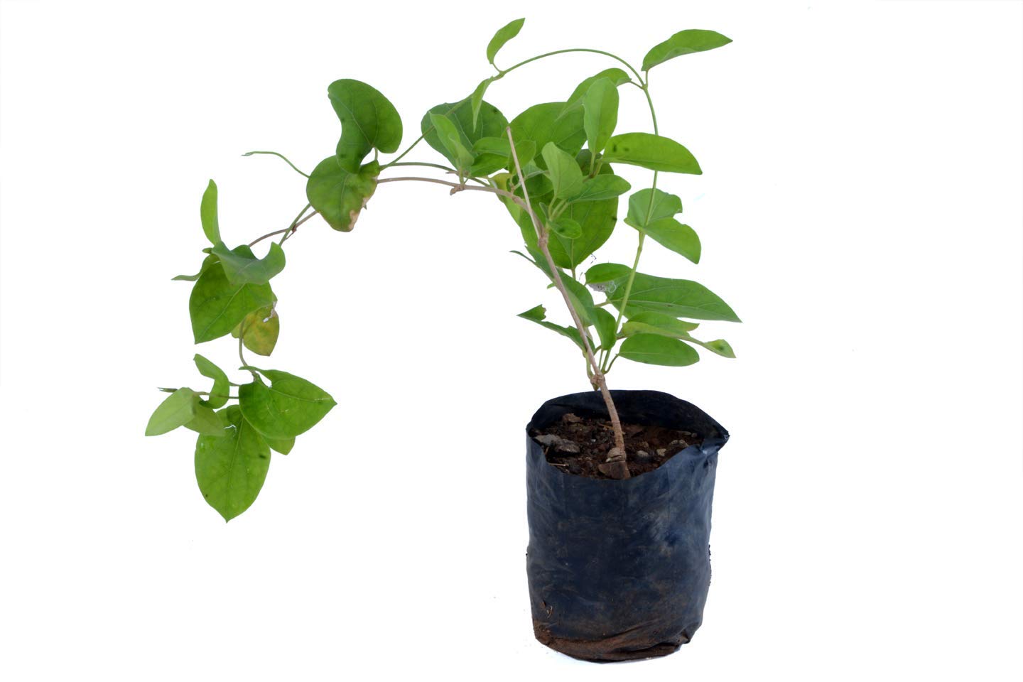 Gurmar Plant | Gymnema Sylvestre (Sugar Killer) – Medicinal Climber — photo 2
