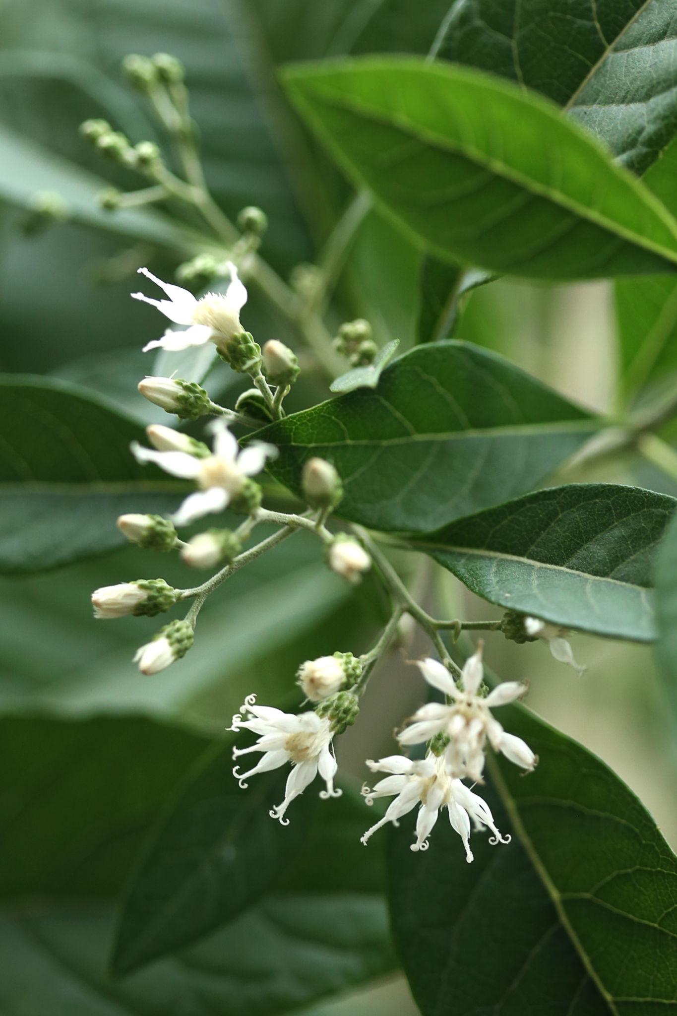 Vernonia Amygdalina Plant | Bitter Leaf (Medicinal Plant)