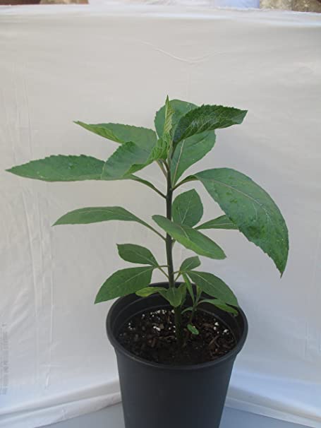 Vernonia Amygdalina Plant | Bitter Leaf (Medicinal Plant) — photo 2