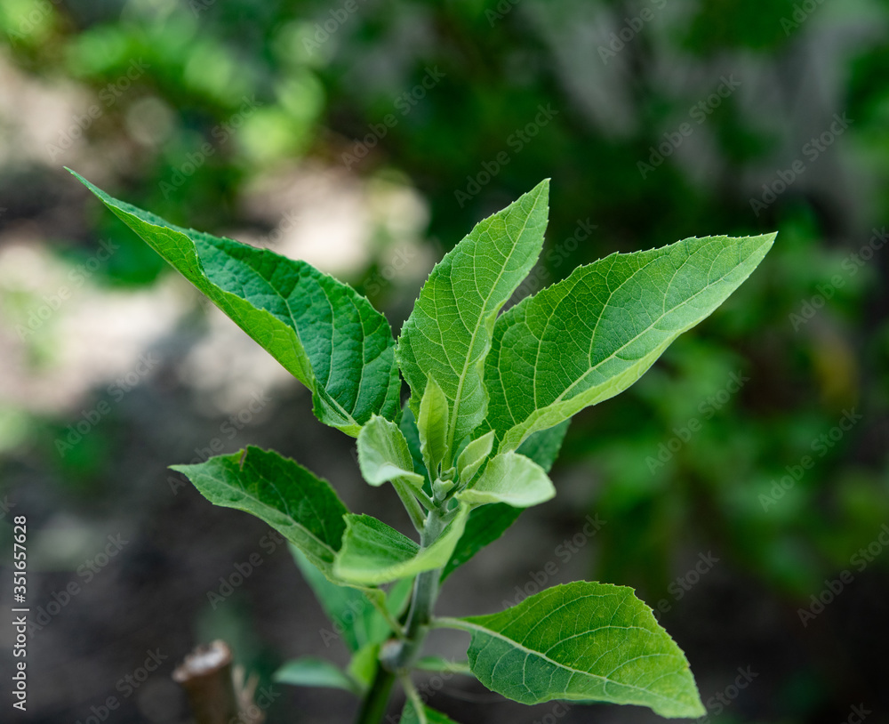 Vernonia Amygdalina Plant | Bitter Leaf (Medicinal Plant) — photo 3