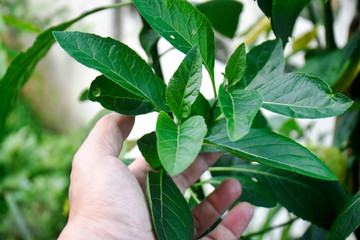 Vernonia Amygdalina Plant | Bitter Leaf (Medicinal Plant) — photo 4