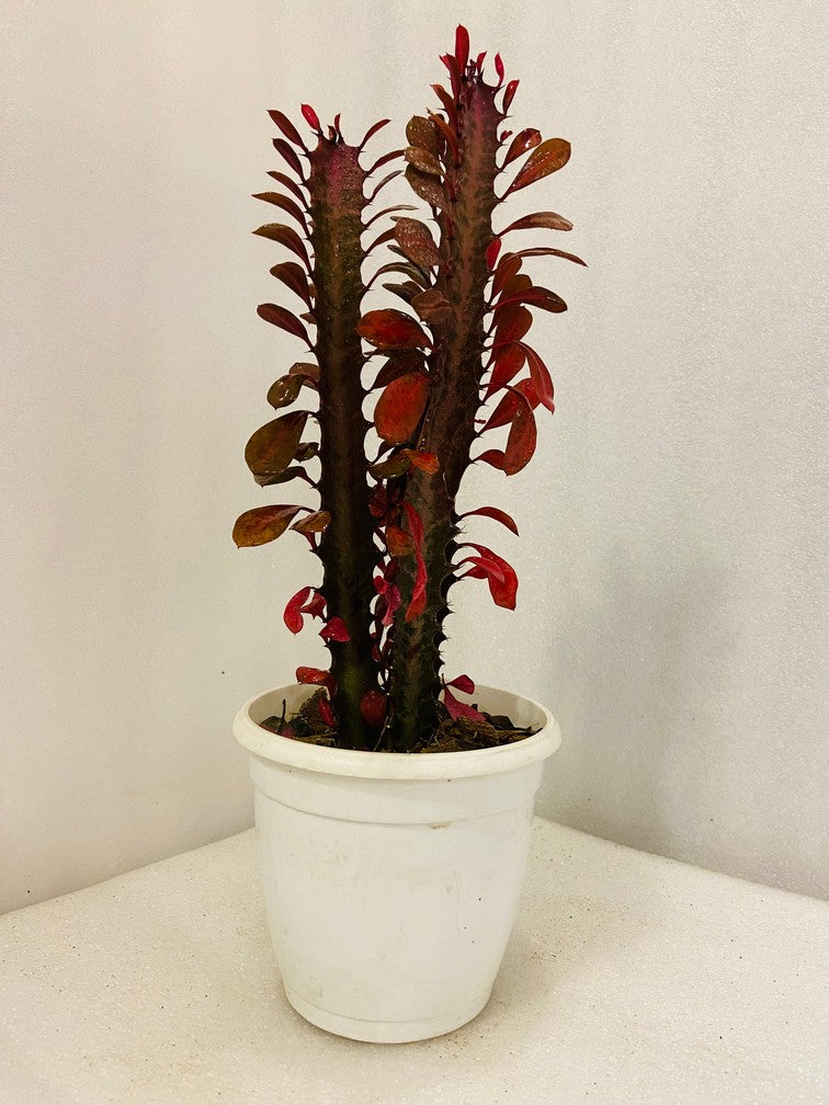 Lal Manasa Plant (Real Red Variety)