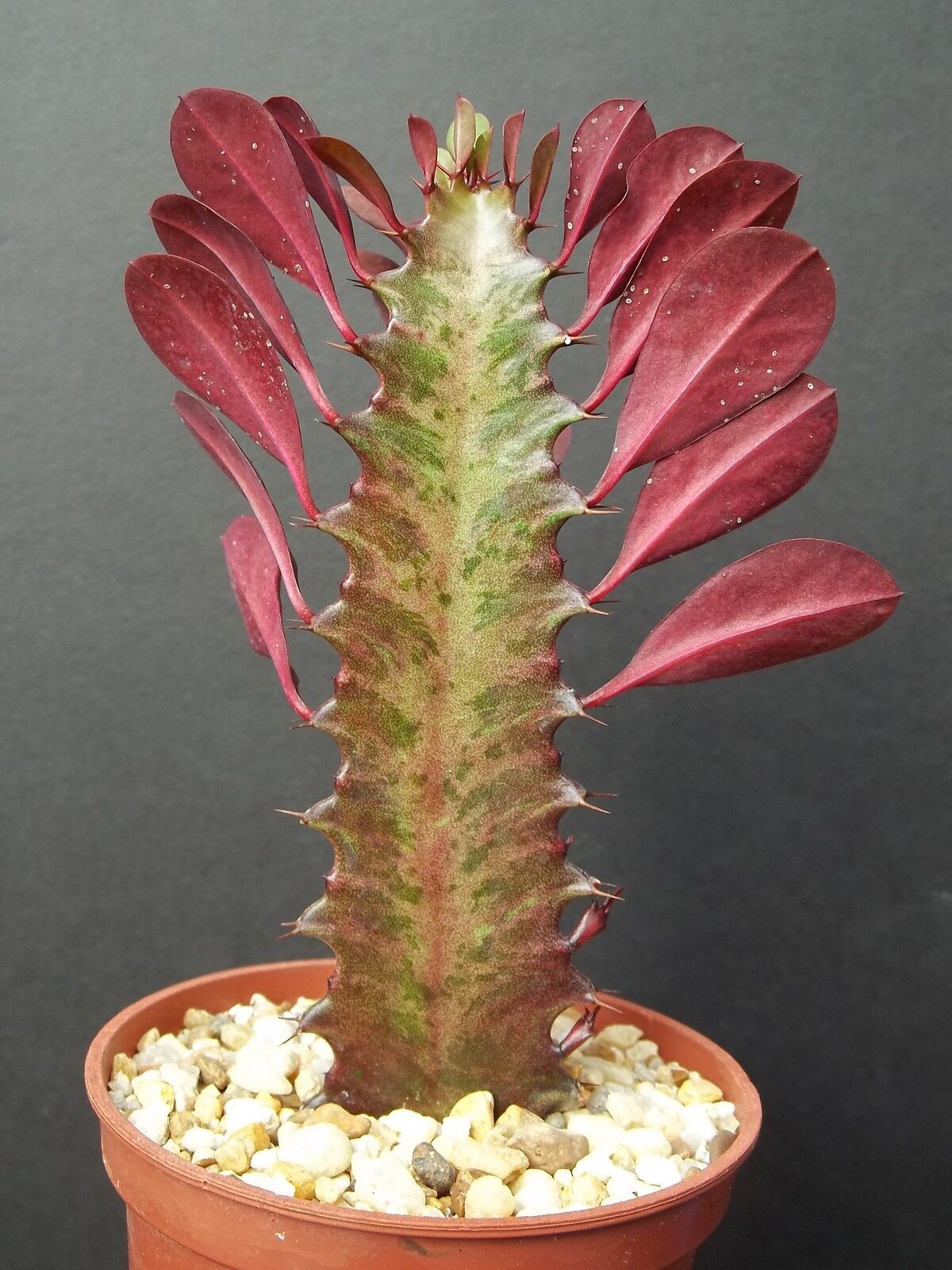 Lal Manasa Plant (Real Red Variety) — photo 3