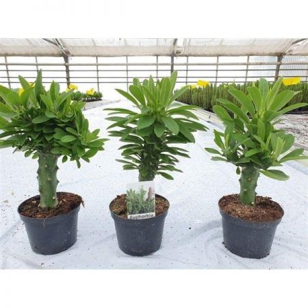 Phoni Monasa Plant (Medicinal Succulent Plant)