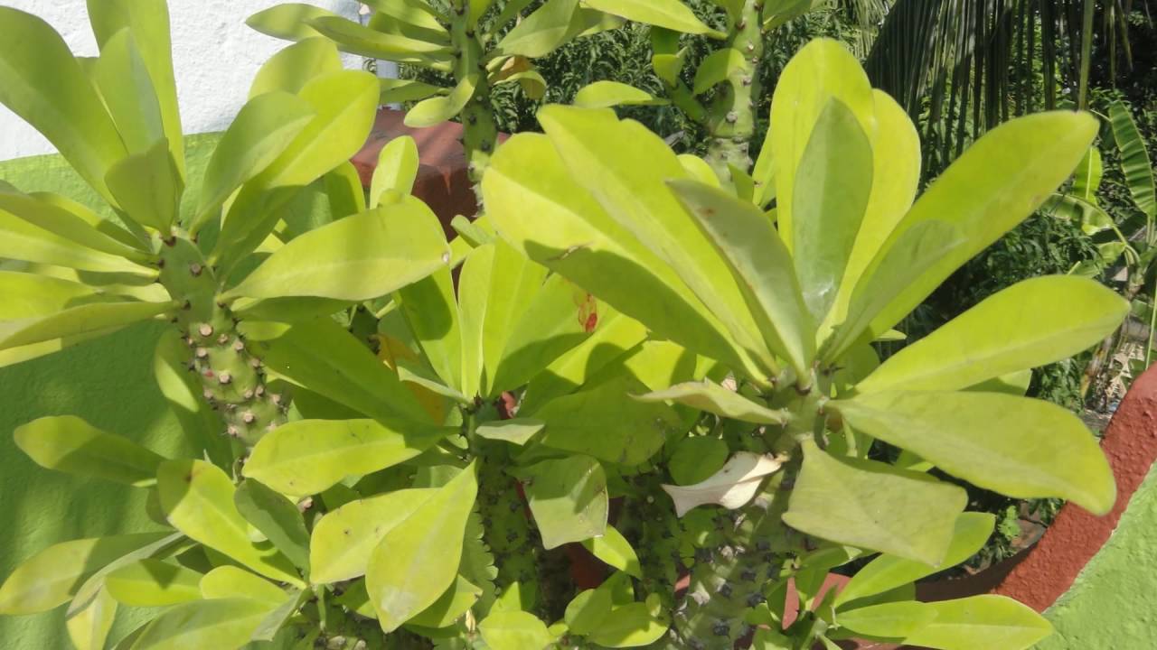 Phoni Monasa Plant (Medicinal Succulent Plant) — photo 2
