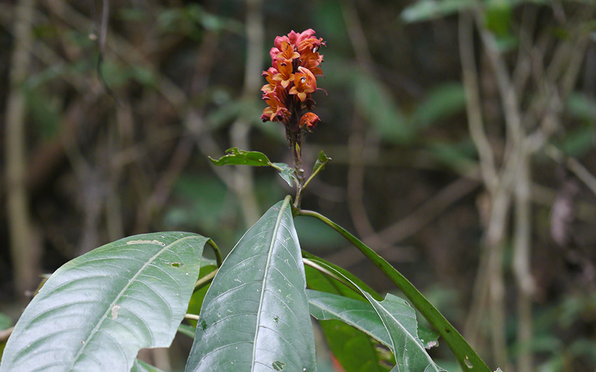 Ram Basak Plant | Justicia adhatoda (Medicinal Plant)