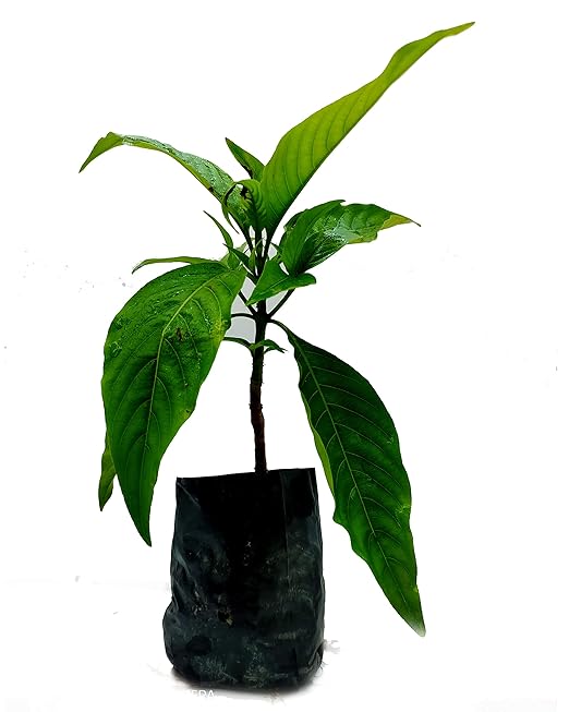 Ram Basak Plant | Justicia adhatoda (Medicinal Plant) — photo 2