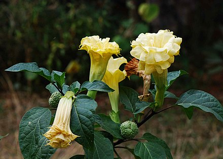Yellow Datura Plant | Golden Angel’s Trumpet (Medicinal & Ornamental Plant)