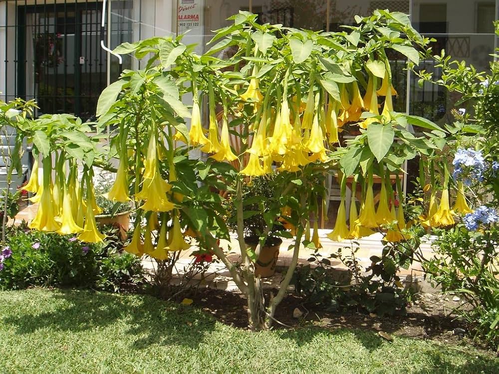 Yellow Datura Plant | Golden Angel’s Trumpet (Medicinal & Ornamental Plant) — photo 2