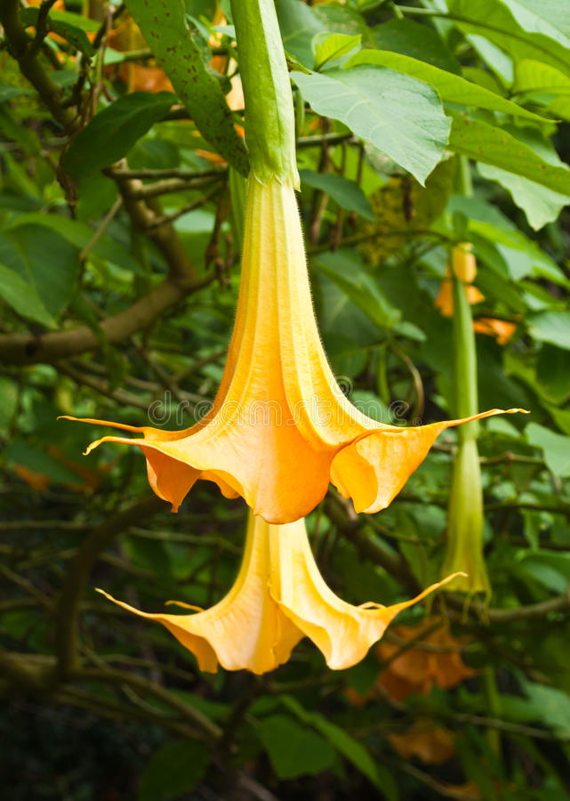 Yellow Datura Plant | Golden Angel’s Trumpet (Medicinal & Ornamental Plant) — photo 3