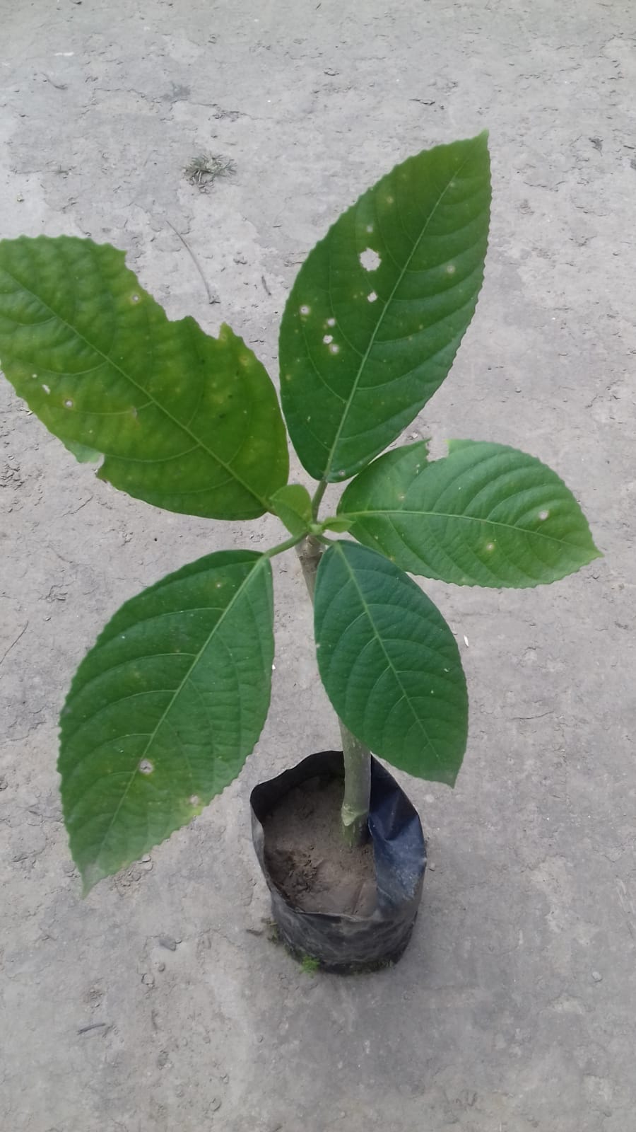 BhootRaaj Plant | Traditional Medicinal Plant