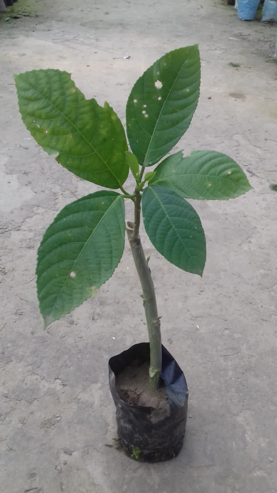 BhootRaaj Plant | Traditional Medicinal Plant — photo 2