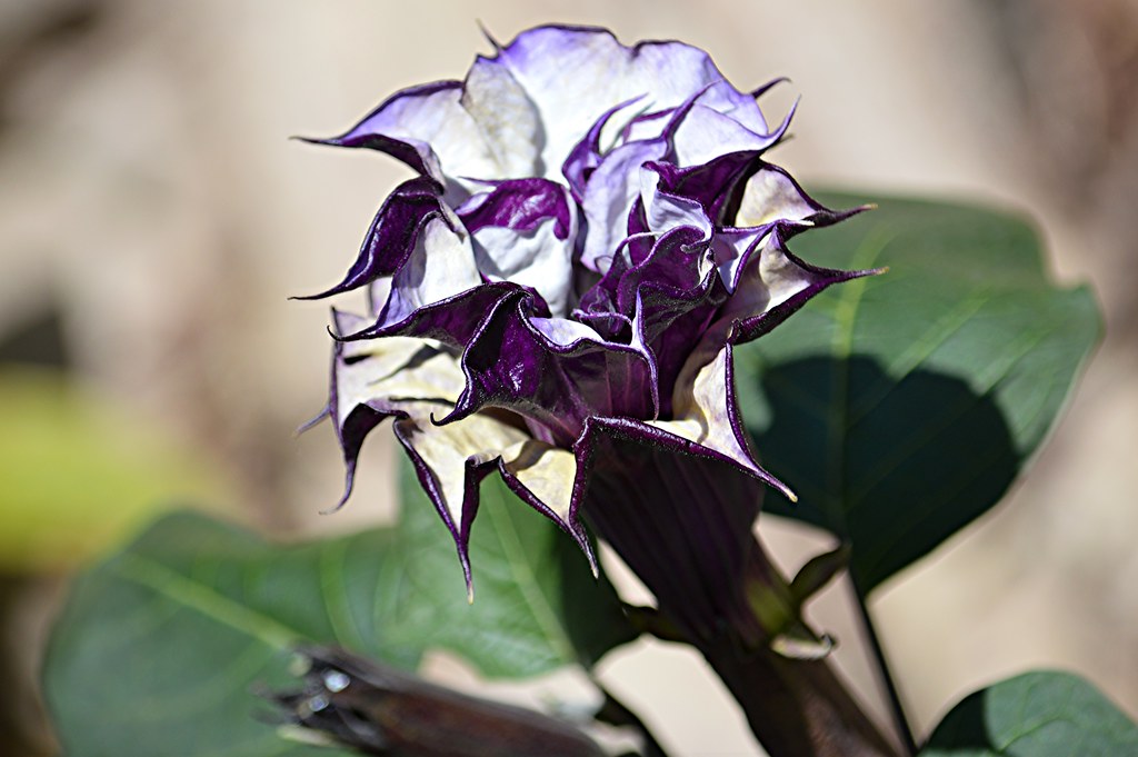 Raj Dutura Plant | Datura Metel (Medicinal & Sacred Plant) — photo 2