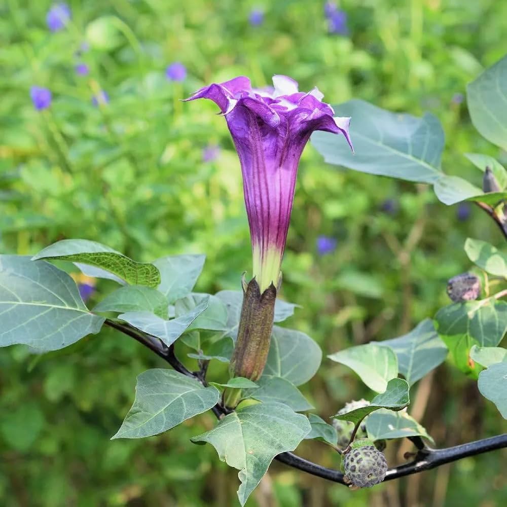 Raj Dutura Plant | Datura Metel (Medicinal & Sacred Plant) — photo 3