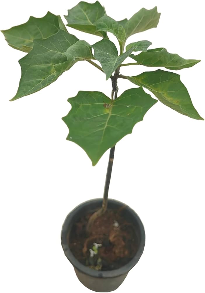 Raj Dutura Plant | Datura Metel (Medicinal & Sacred Plant) — photo 4