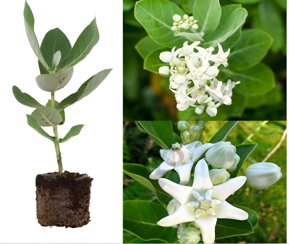 Swet Akanda Plant | White Crown Flower (Calotropis gigantea)