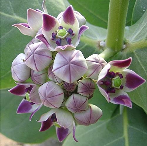 Swet Akanda Plant | White Crown Flower (Calotropis gigantea) — photo 2