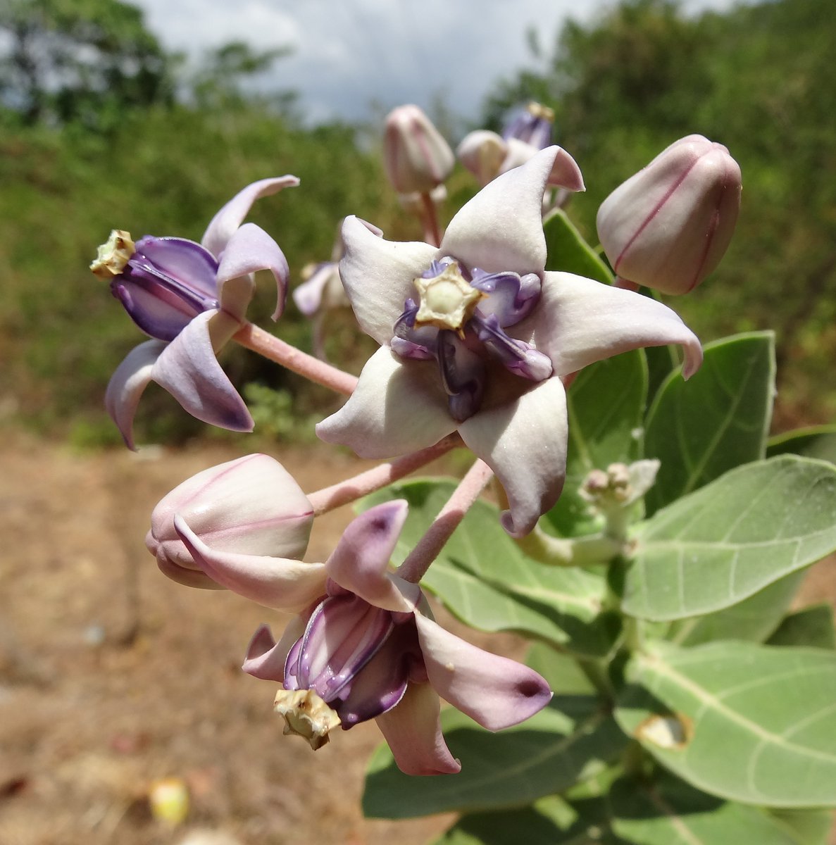 Swet Akanda Plant | White Crown Flower (Calotropis gigantea) — photo 3
