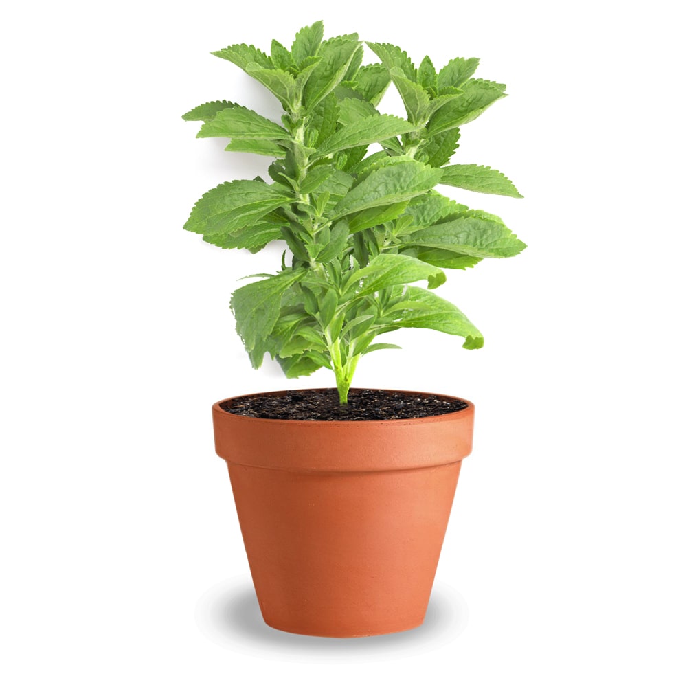 Stevia Plant | Natural Sweetener Plant (Stevia rebaudiana)