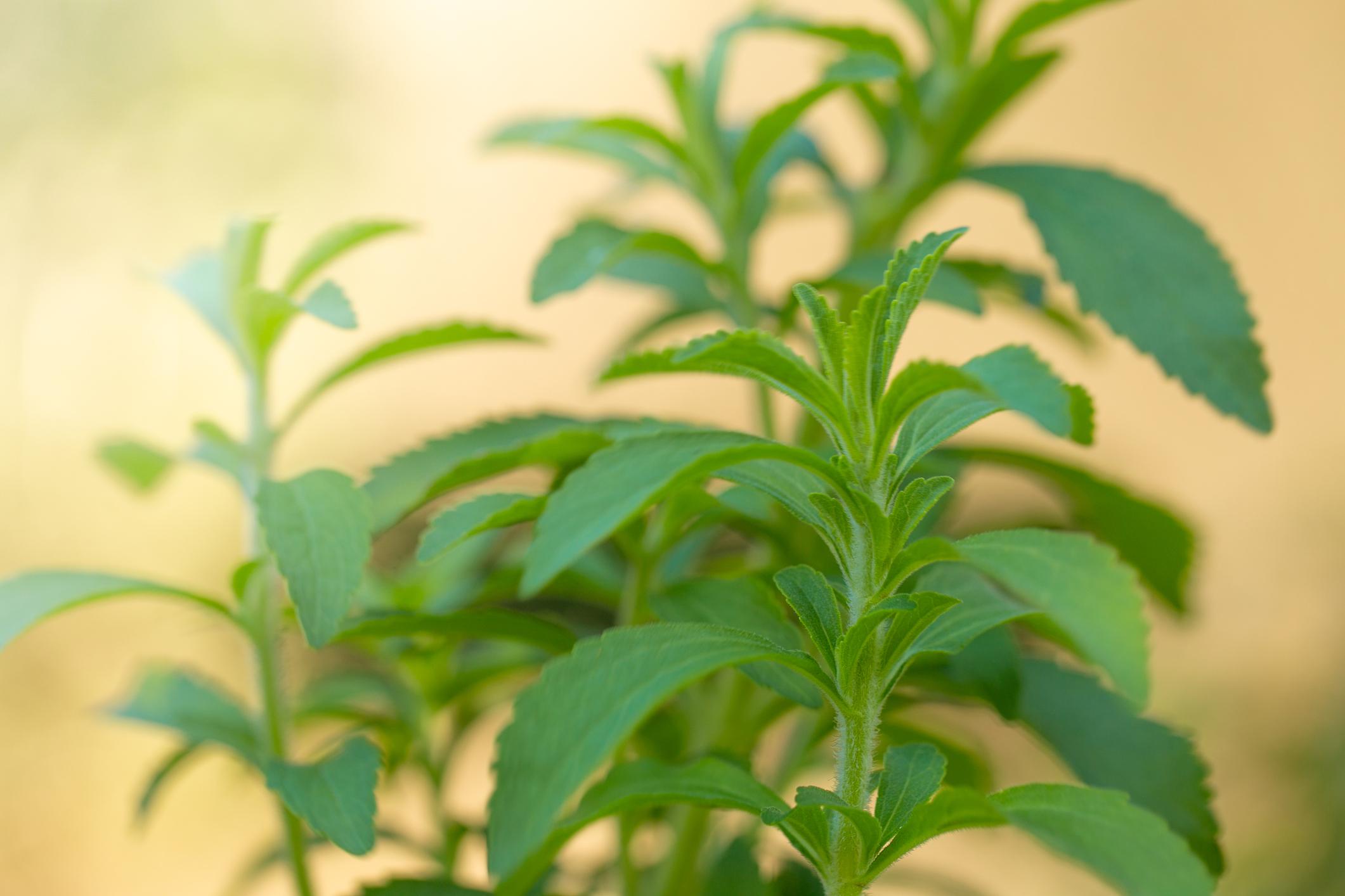 Stevia Plant | Natural Sweetener Plant (Stevia rebaudiana) — photo 2