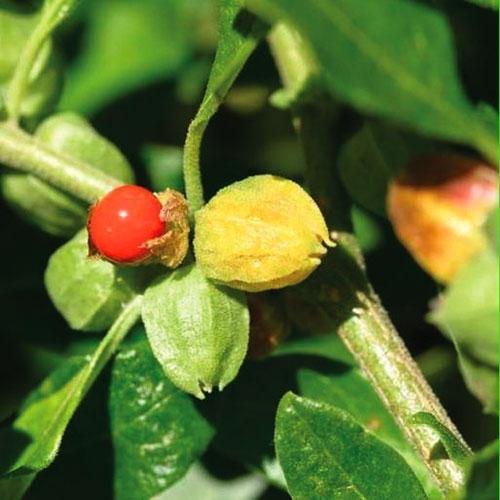 Ashwagandha Plant | Withania somnifera (Medicinal Herb)