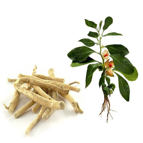 Ashwagandha Plant | Withania somnifera (Medicinal Herb) — photo 2