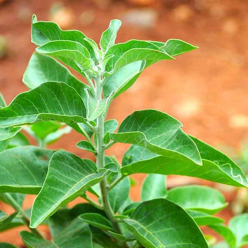 Ashwagandha Plant | Withania somnifera (Medicinal Herb) — photo 3