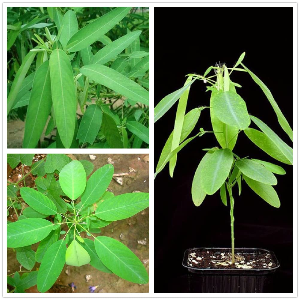 Bonchandal Plant | Medicinal Herb (Traditional Use)