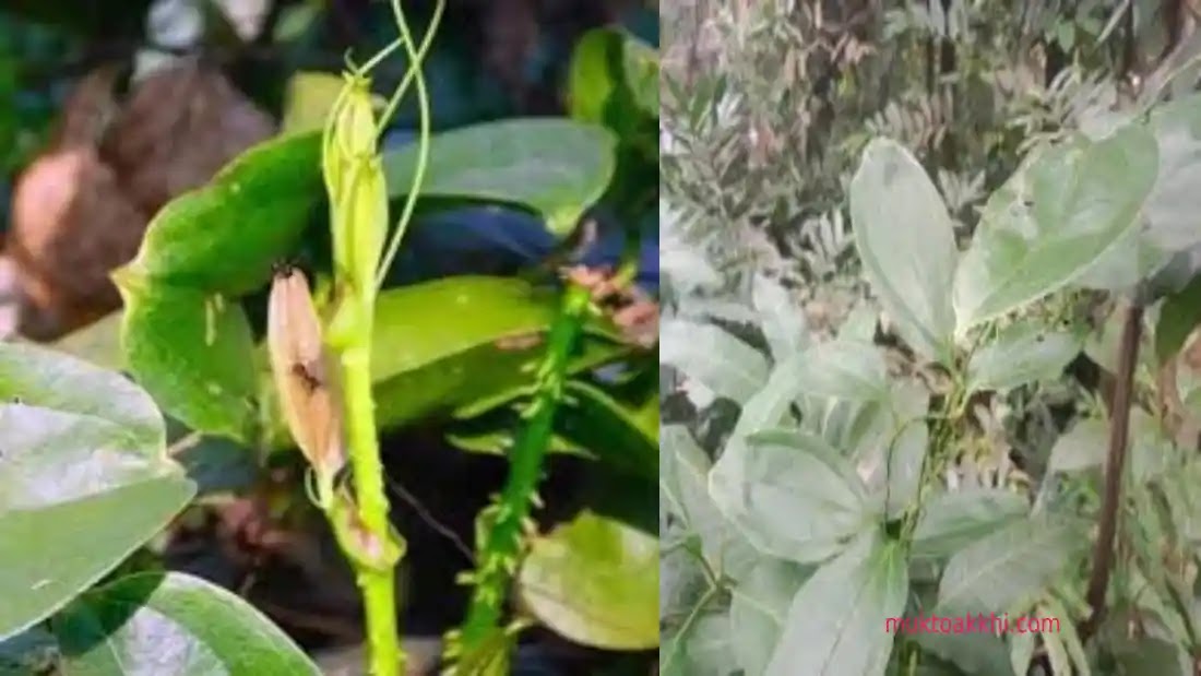 Kumari Lata Plant | Aloe Vera (Medicinal Plant) — photo 2