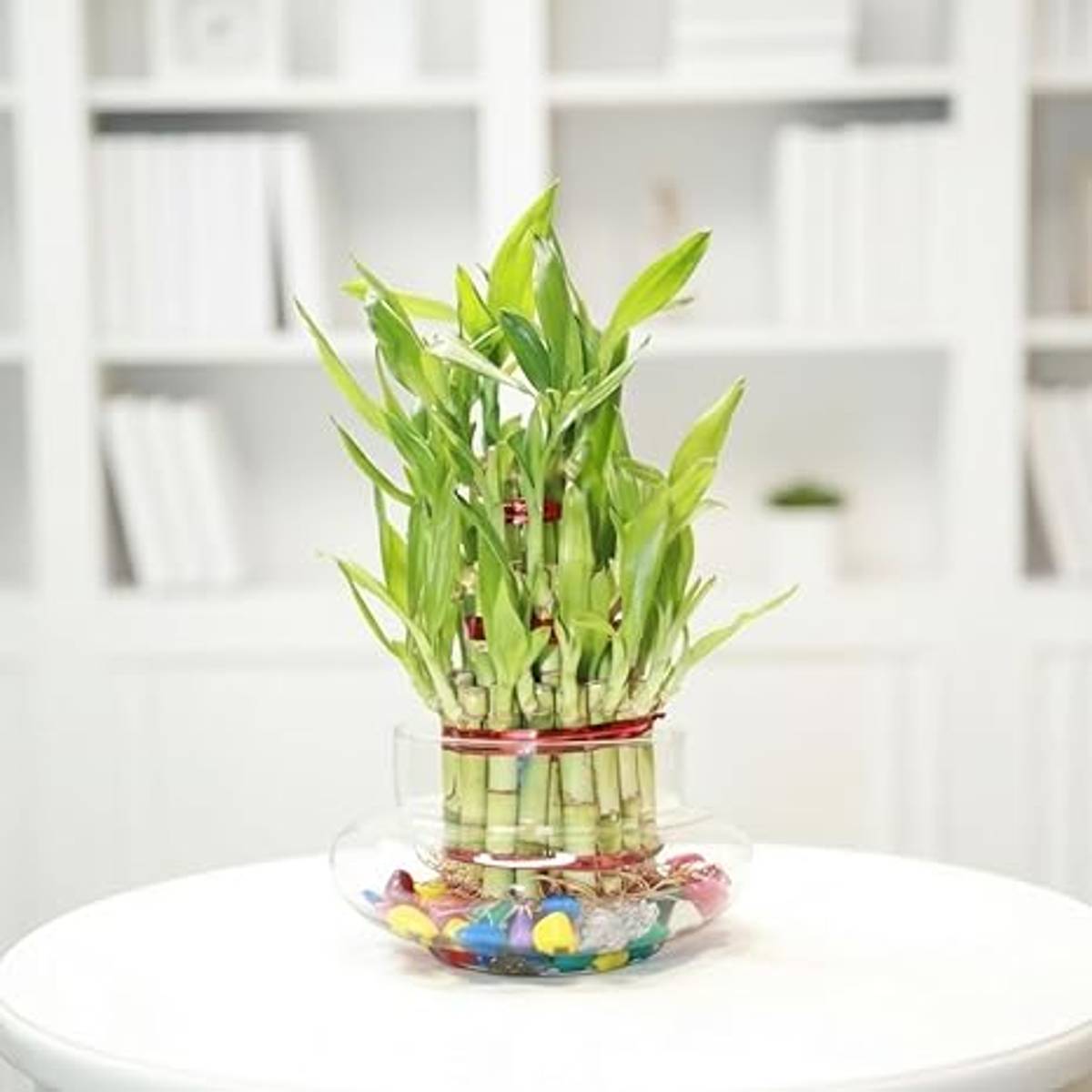Lucky Bamboo Stalks 3 Layer – Live Plant for DIY Vase or Planter (No Container), pack of 1